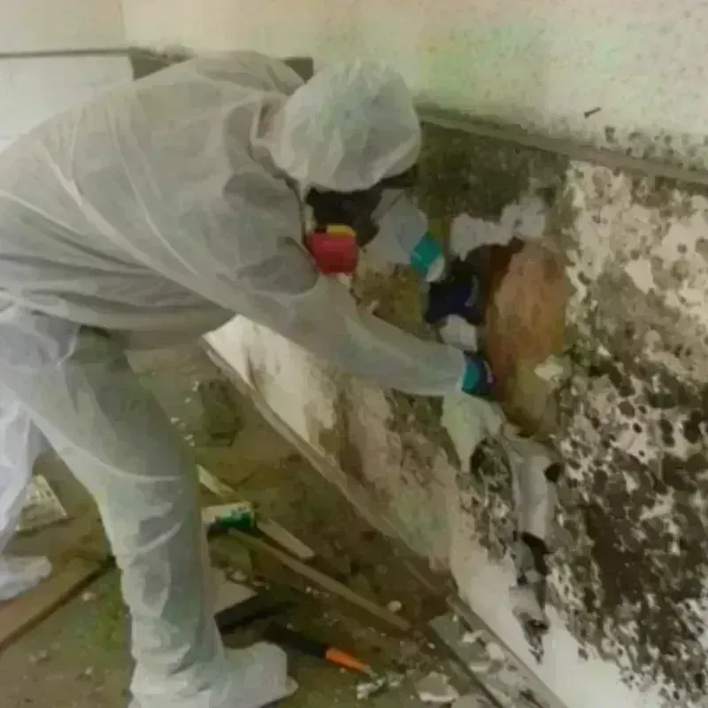 Mold Remediation and Removal in Barnesville, GA